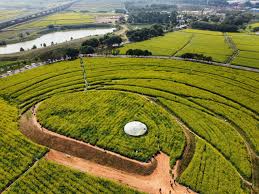 beats365 巢湖城市绿化带植物叫什么