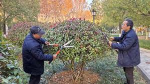 beats365 丰南城市绿化带种植什么植物比较好